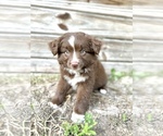 Image preview for Ad Listing. Nickname: Sadie