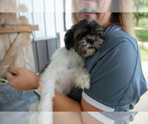 Mother of the Shih Tzu puppies born on 06/25/2025