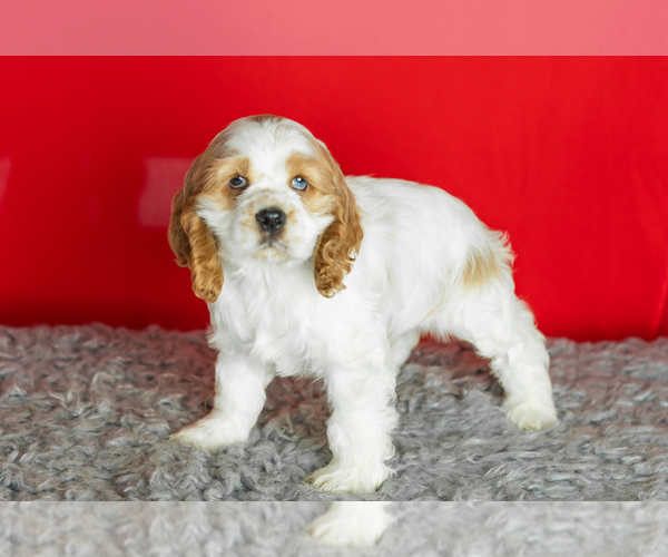 Medium Photo #4 Cocker Spaniel Puppy For Sale in NAPPANEE, IN, USA