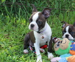 Small #1 Boston Terrier