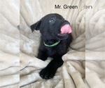 Small #20 German Shepherd Dog