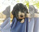 Small Photo #6 Bernedoodle Puppy For Sale in NASHVILLE, TN, USA