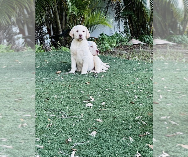 Medium Photo #5 Labrador Retriever Puppy For Sale in TAMPA, FL, USA
