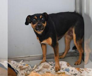 Chihuahua-Unknown Mix Dogs for adoption in San Antonio, TX, USA