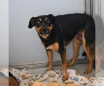 Small Chihuahua Mix