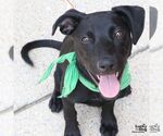 Small #4 Australian Shepherd Mix
