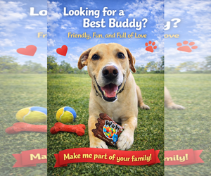 Labrador Retriever-Unknown Mix Dogs for adoption in Mount Pleasant, SC, USA