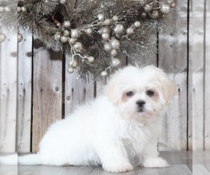 Zuchon Puppy for sale in MOUNT VERNON, OH, USA