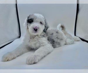 Sheepadoodle Puppy for Sale in CEDAR CREEK, Texas USA