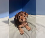 Small Poodle (Toy) Mix