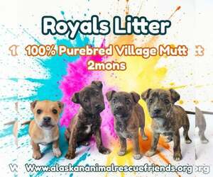 Mutt Dogs for adoption in Anchorage, AK, USA