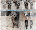 Small Poodle (Miniature) Mix