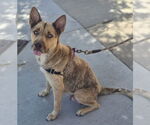Small #3 German Shepherd Dog Mix