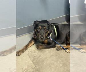 Rottweiler-Unknown Mix Dogs for adoption in Tallahassee, FL, USA