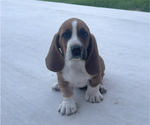 Puppy Hotch Basset Hound