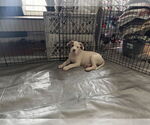 Small #7 Mutt