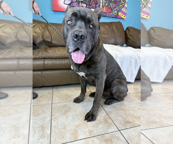 Medium Photo #8 Mutt Puppy For Sale in Goodyear, AZ, USA