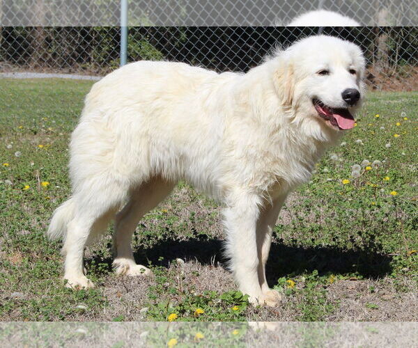 Medium Photo #2 Great Pyrenees Puppy For Sale in Prattville, AL, USA