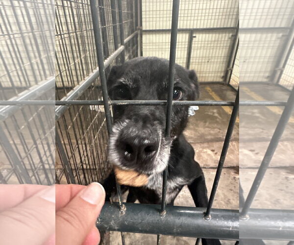 Medium Photo #4 Mutt Puppy For Sale in Jackson, MS, USA