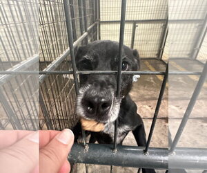 Wiggly - Male Mutt Dog for Adoption - Photo #4