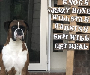 Mother of the Boxer puppies born on 06/08/2019