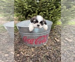 Small #3 Shih Tzu