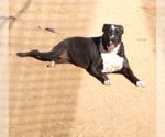 Small #2 Labrador Retriever Mix