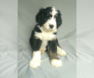 Bernedoodle Puppy for sale in MANCHESTER, GA, USA