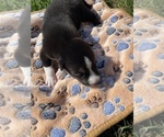 Small Photo #3 Siberian Husky Puppy For Sale in LEESBURG, VA, USA