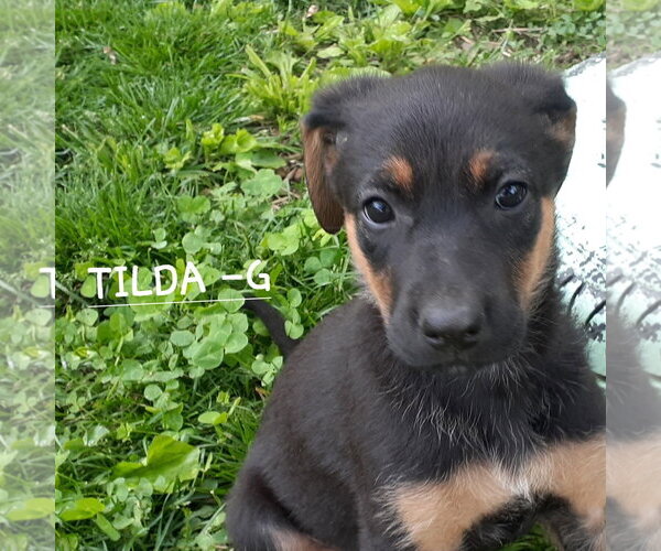 Medium Photo #2 German Shepherd Dog-Unknown Mix Puppy For Sale in Hinton, WV, USA