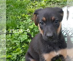 Small #1 German Shepherd Dog Mix