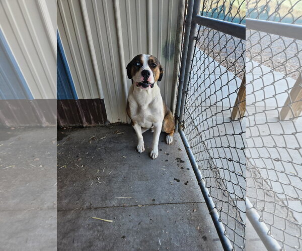 Medium Photo #6 Boxer-Unknown Mix Puppy For Sale in Monte Vista, CO, USA