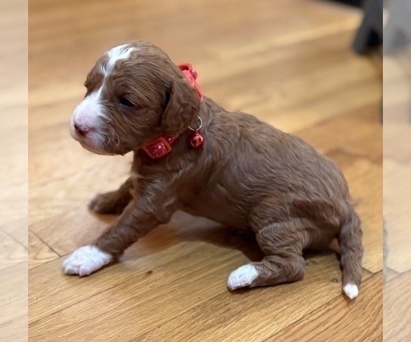 Medium Photo #9 Goldendoodle (Miniature) Puppy For Sale in SAINT MARYS, KS, USA