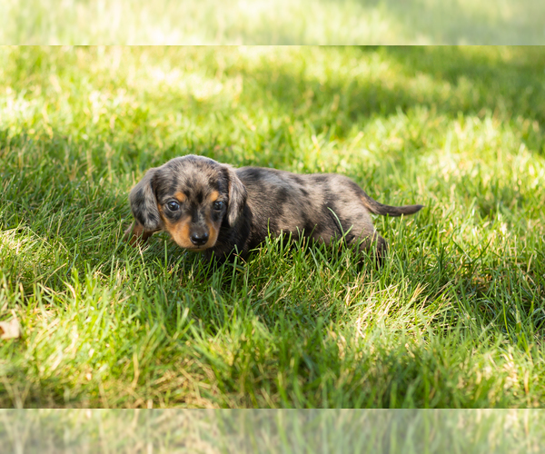 Medium Photo #7 Dachshund Puppy For Sale in NAPPANEE, IN, USA