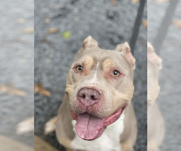 Medium Photo #20 Staffordshire Bull Terrier-Unknown Mix Puppy For Sale in Mount Laurel, NJ, USA