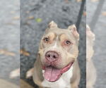 Small #19 Staffordshire Bull Terrier Mix