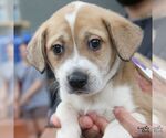Small #4 Retriever  Mix