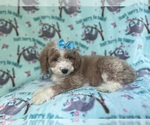 Small #3 Cockapoo