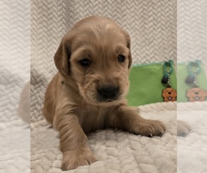 Medium Golden Retriever