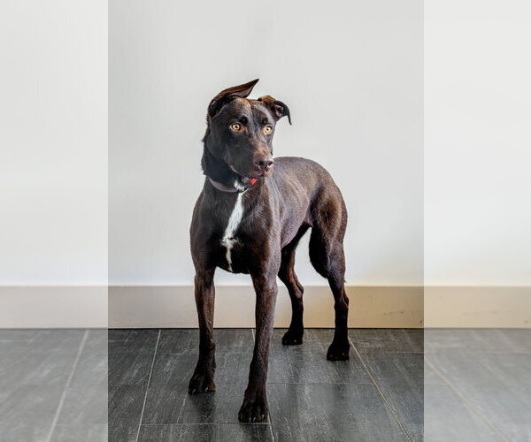 Medium Photo #22 Doberman Pinscher-Labrador Retriever Mix Puppy For Sale in Brewster, NY, USA