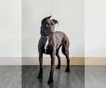 Small #21 Doberman Pinscher-Labrador Retriever Mix