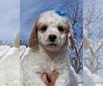 Puppy Elsa Goldendoodle (Miniature)