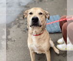 Small #10 Anatolian Shepherd Mix