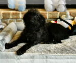 Small #3 Poodle (Miniature) Mix