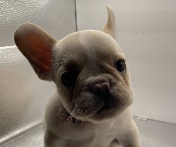 Medium Photo #21 French Bulldog Puppy For Sale in CLEARWATER, FL, USA