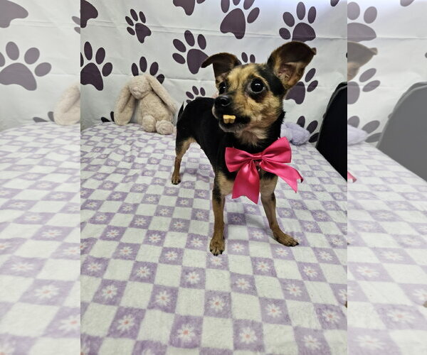 Medium Photo #2 Chihuahua-Unknown Mix Puppy For Sale in Metairie, LA, USA