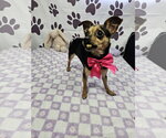 Small #1 Chihuahua Mix