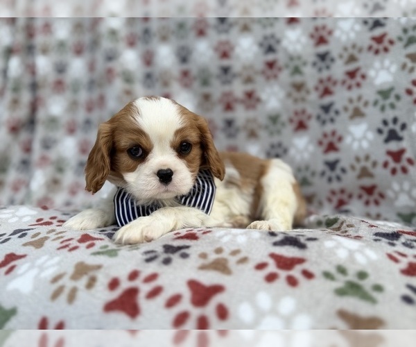 Medium Photo #3 Cavalier King Charles Spaniel Puppy For Sale in LAKELAND, FL, USA