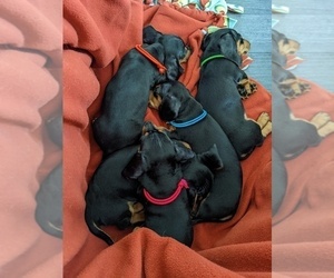 Dachshund Puppy for sale in RIVERVIEW, FL, USA