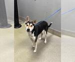 Small German Shepherd Dog Mix